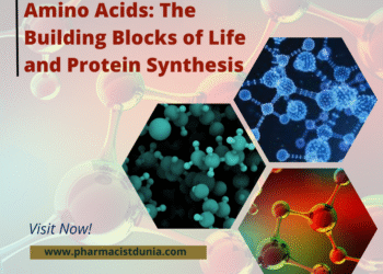 Amino Acids: The Building Blocks of Life and Protein Synthesis
