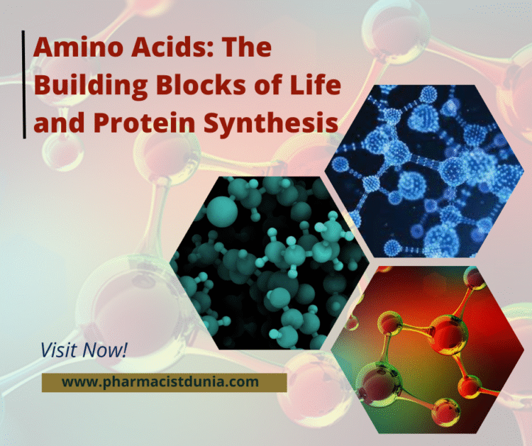 Amino Acids: The Building Blocks of Life and Protein Synthesis