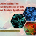 Amino Acids: The Building Blocks of Life and Protein Synthesis