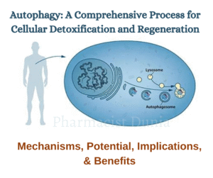 llustration depicting the stages of autophagy: sequestration, transportation, degradation, and amino acid utilization.