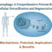 Autophagy: A Comprehensive Process for Cellular Detoxification and Regeneration