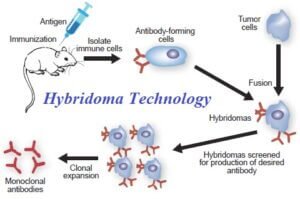 Illustration depicting the importance of hybridoma technology in producing monoclonal antibodies (MAbs) used in therapeutics, diagnostics, and research. The image highlights the specific case of Rituximab, a monoclonal antibody with successful treatment outcomes for certain lymphomas