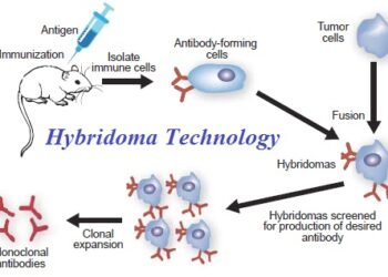 Exploring the Major Areas of Interest in Biotechnology